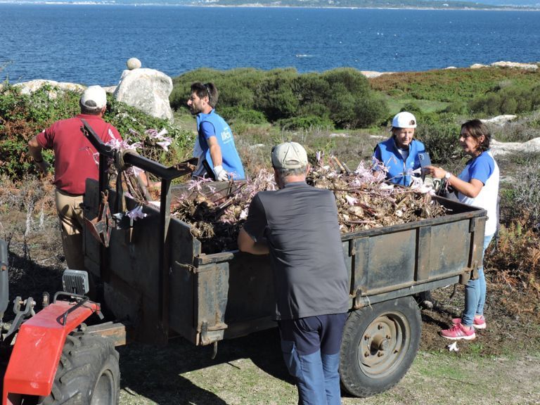 Así luchan los voluntarios de Abanca contra la basura marina y las plantas invasoras en la isla de Sálvora.