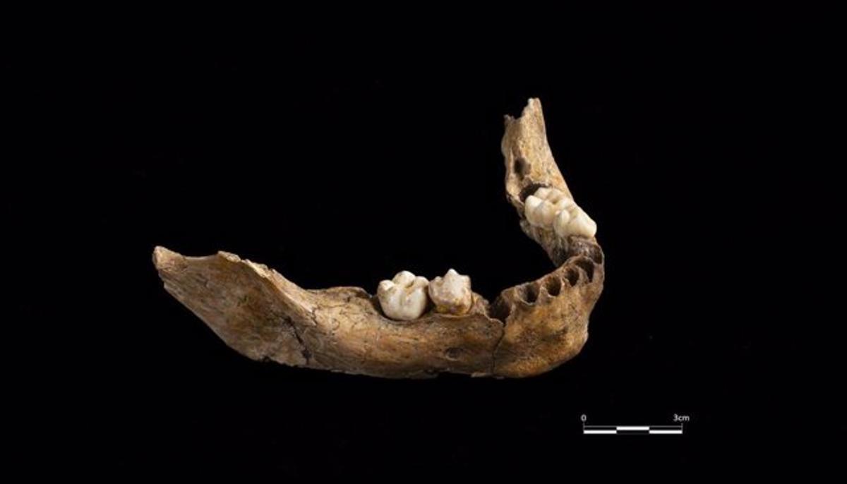 Troben la mandíbula d’un dels homo sapiens més antics de Catalunya, de fa 15.000 anys