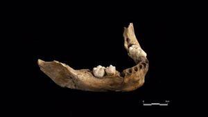 Los restos de la mandíbula infantil de homo sapiens hallada con una antigüedad de 15.000 años. 
