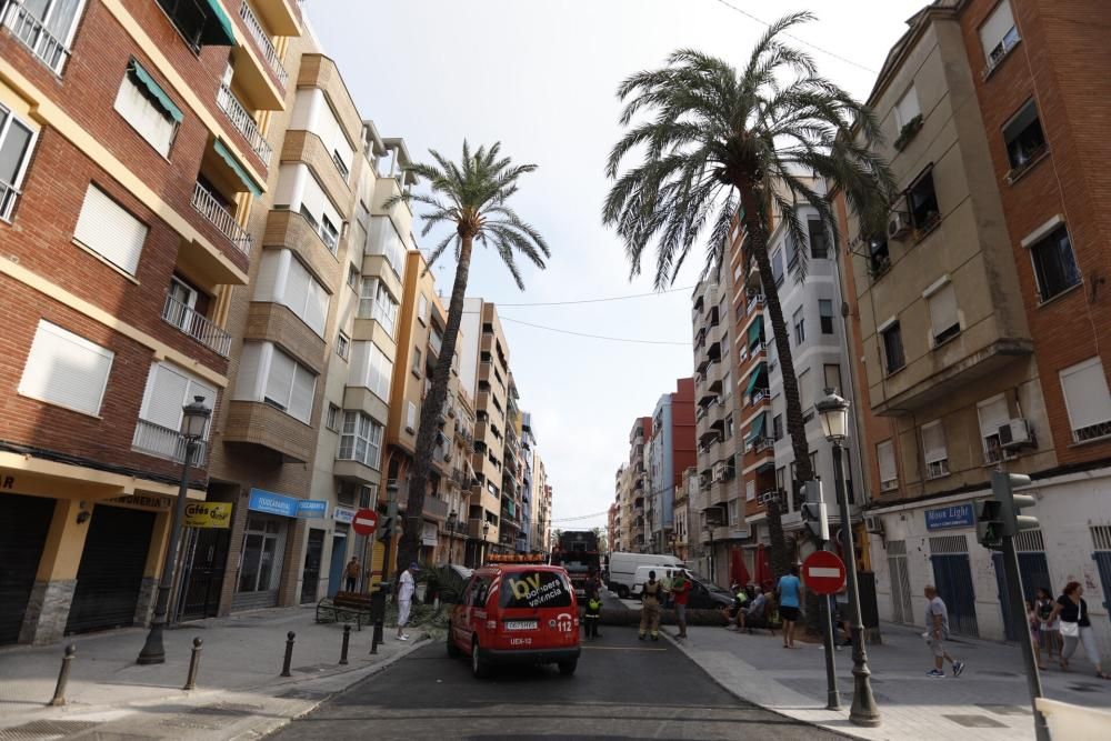 Una palmera se desploma en el Cabanyal