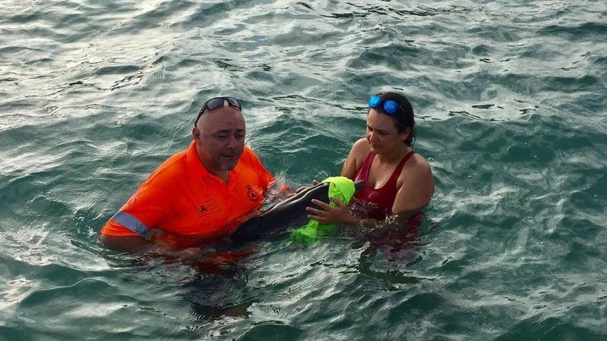 Rescatan a una cría de delfín en la playa del Estacio Sur