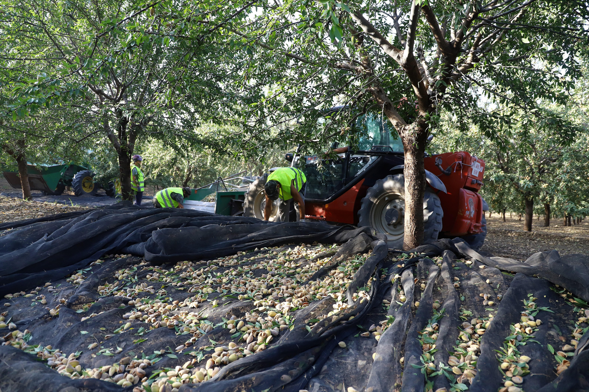 Comienza la recogida de la almendra en Córdoba