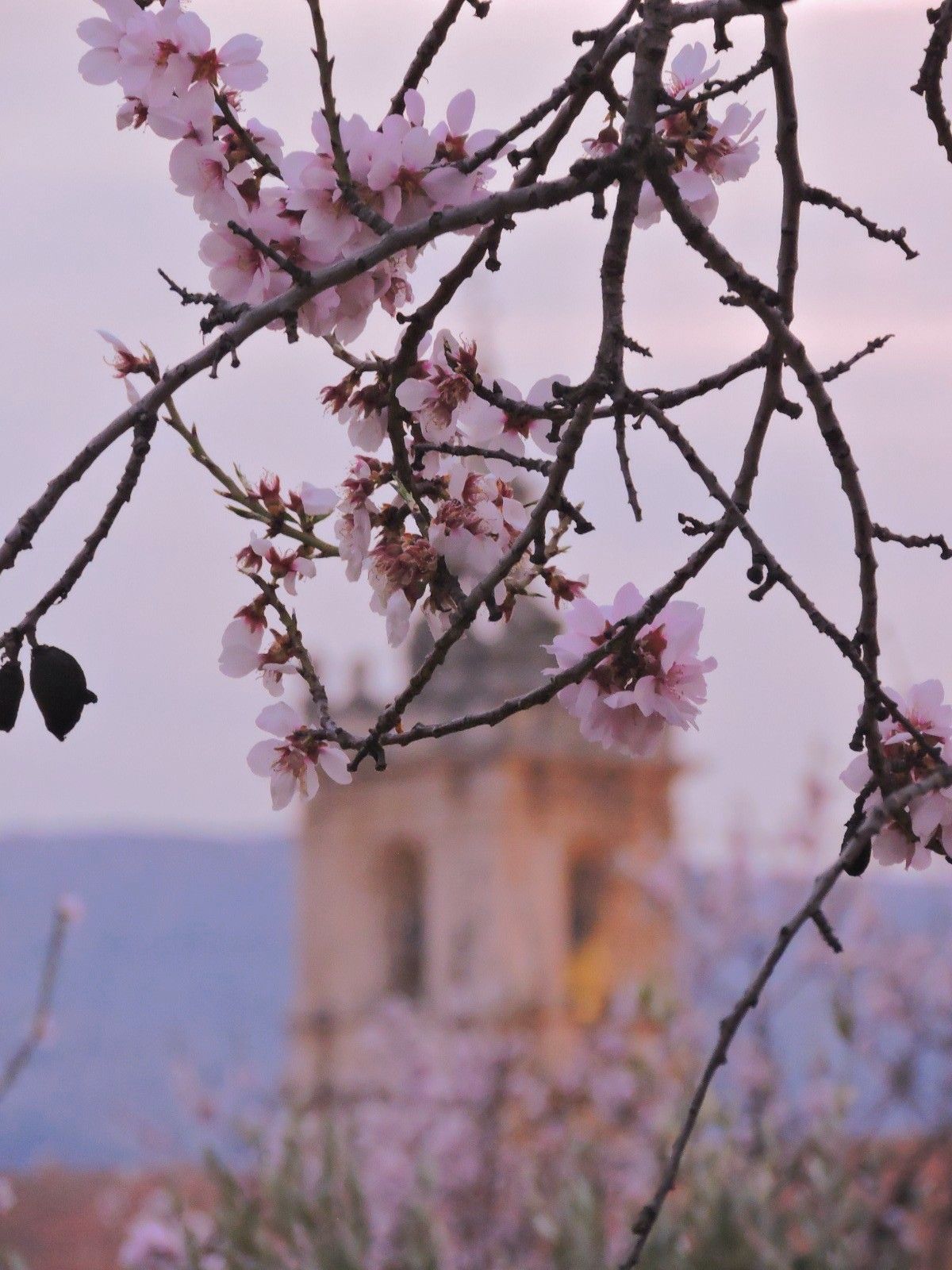 Imágenes de almendros en Albocàsser