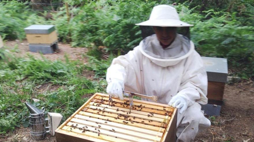 “La miel, el oro dulce de Galicia, vive un momento difícil y urge ayuda”