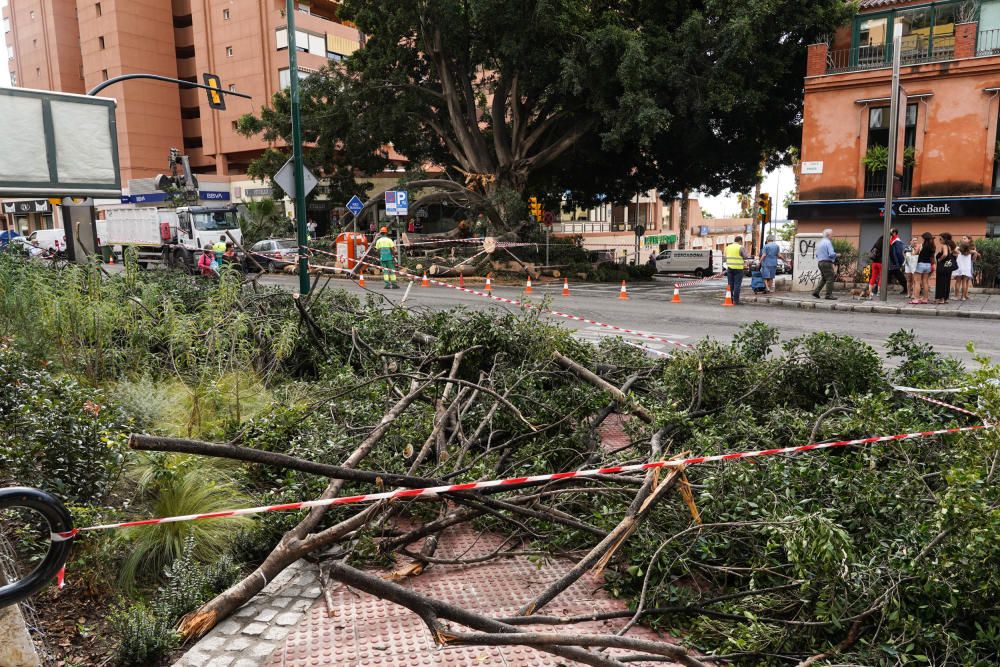 Operarios municipales retiran las ramas arrancadas por un rayo del ficus del Paseo de Sancha.