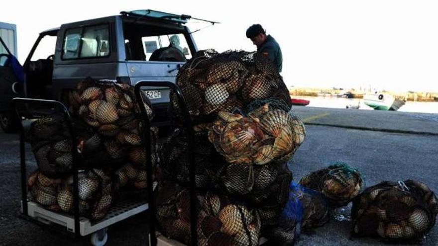 La vieira es una de las especies más codiciadas por los furtivos.  // Iñaki Abella