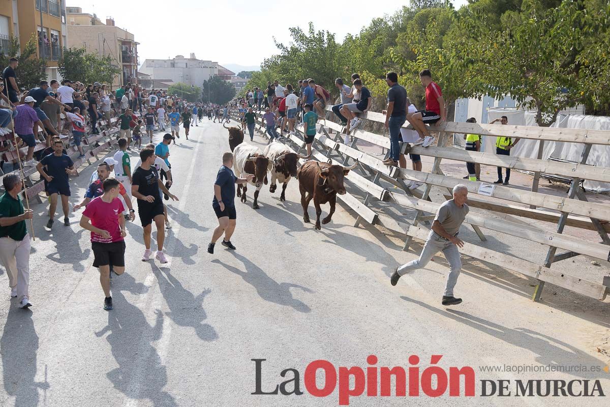 Quinto encierro de la Feria Taurina del Arroz en Calasparra