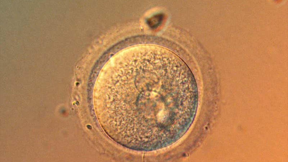 Micrografía luminosa de un óvulo humano luego de la fertilización.