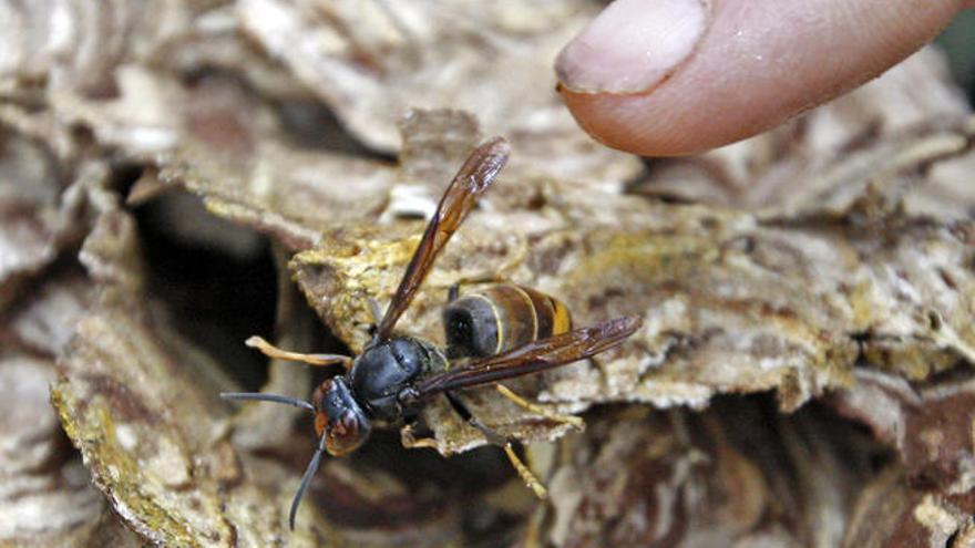 Un ejemplar de avispa asesina en Gondomar // Marta G. Brea