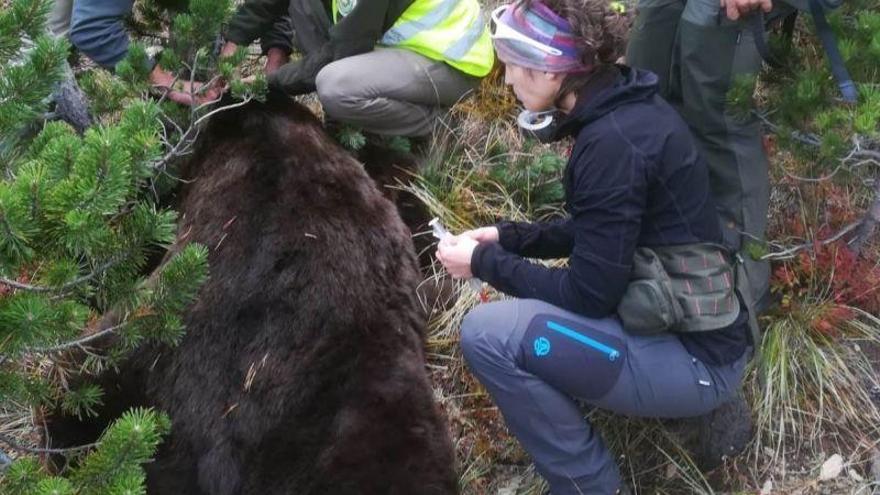 Olona insiste en la retirada del oso Goiat y defiende las ayudas a los ganaderos