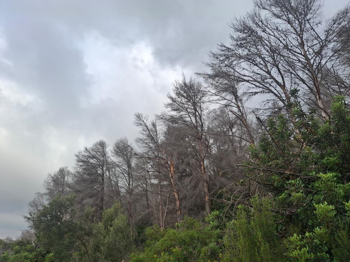 El bochorno abraza el Montgó: la ladera de Xàbia llegó el martes a 40º (imágenes)