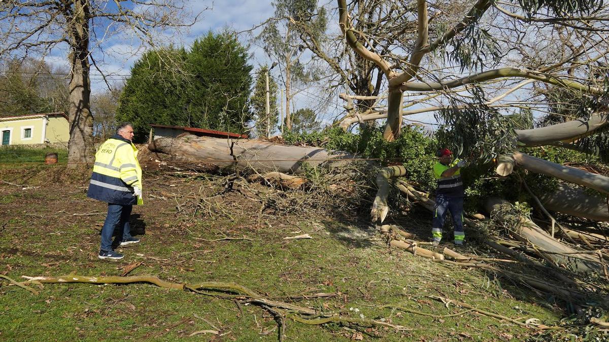 Eledil Alejandro Villa, a la izquierda, supervisando los trabajos de retirada de un árbol caídos en Tabladiello (Collao).