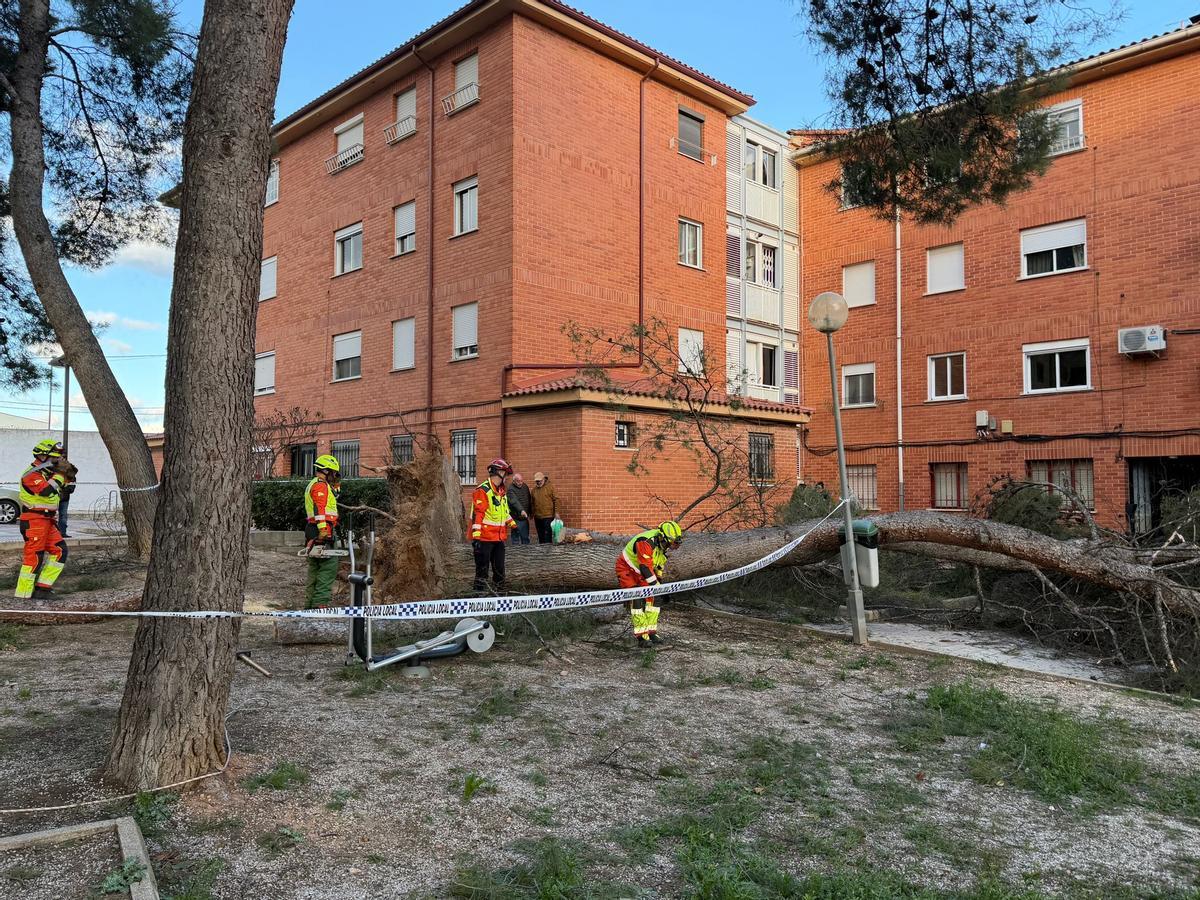 Intervención de bomberos ante la caída de árboles en Utiel por las rachas de viento.