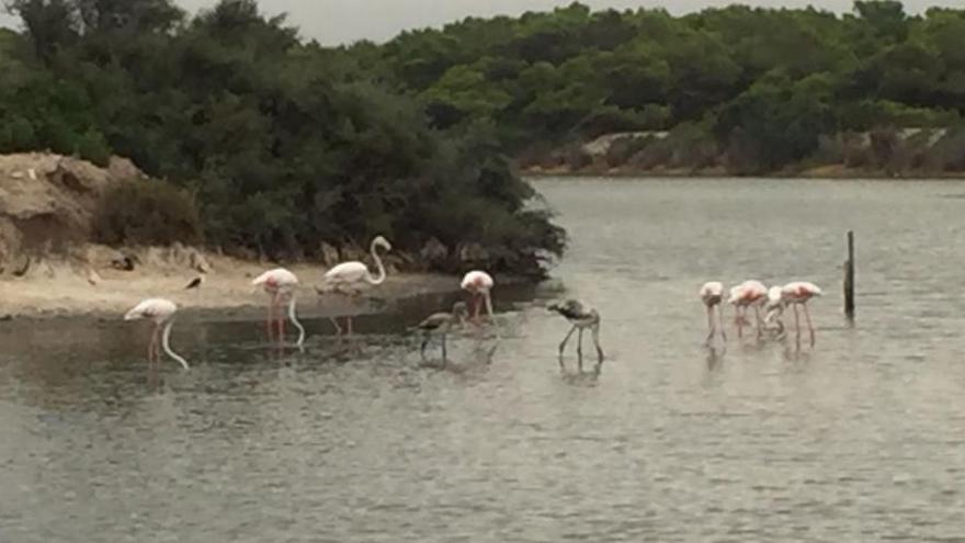 Flamencos con sus crías se dejan ver en el lago de El Saler