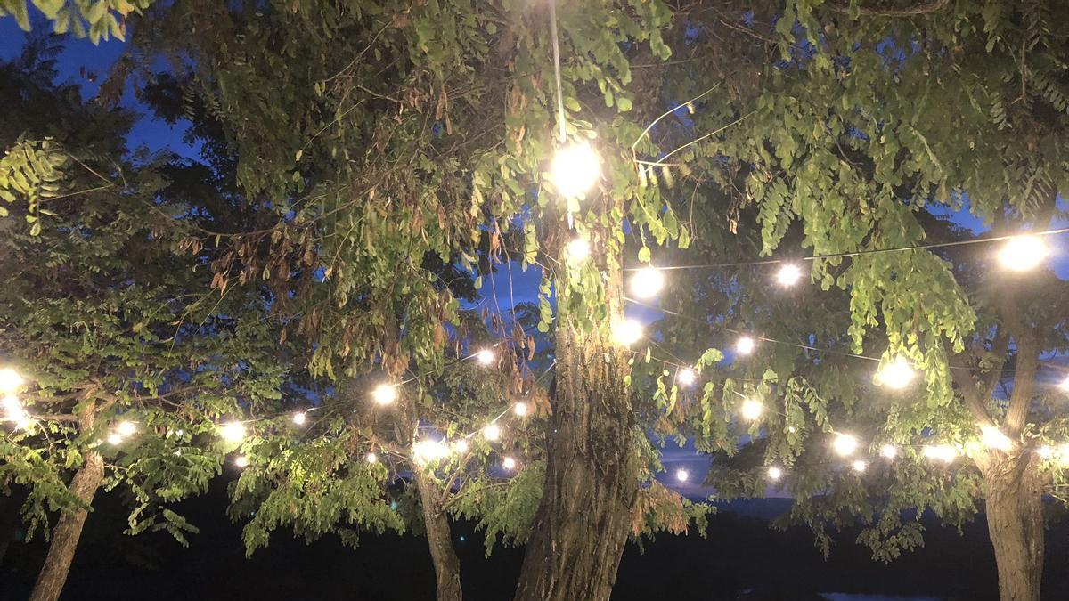 Árboles iluminados con fines decorativos, más propensos a generar más polen