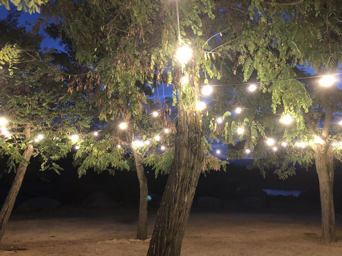 Árboles iluminados con fines decorativos, más propensos a generar más polen