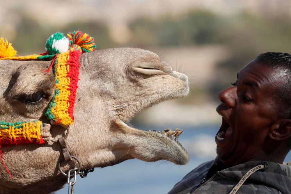 Hossam Nasser juega con su camello junto a su casa en Gharb Soheil, en Egipto.