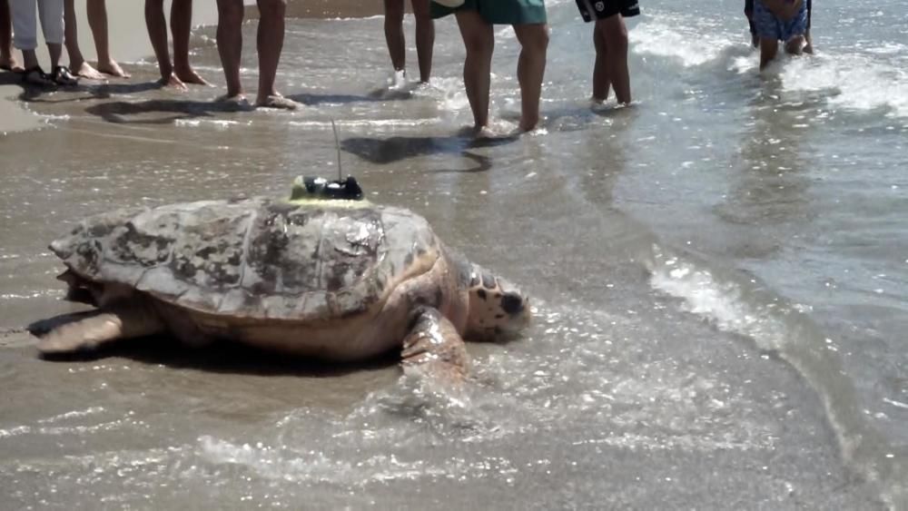 Suelta al mar de la tortuga "Colomera"y limpieza de la playa.