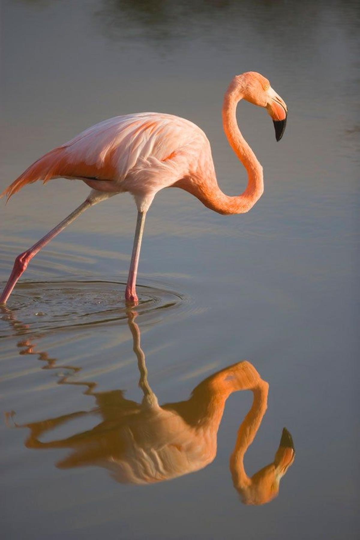 Flamenco en las Islas Galápagos.