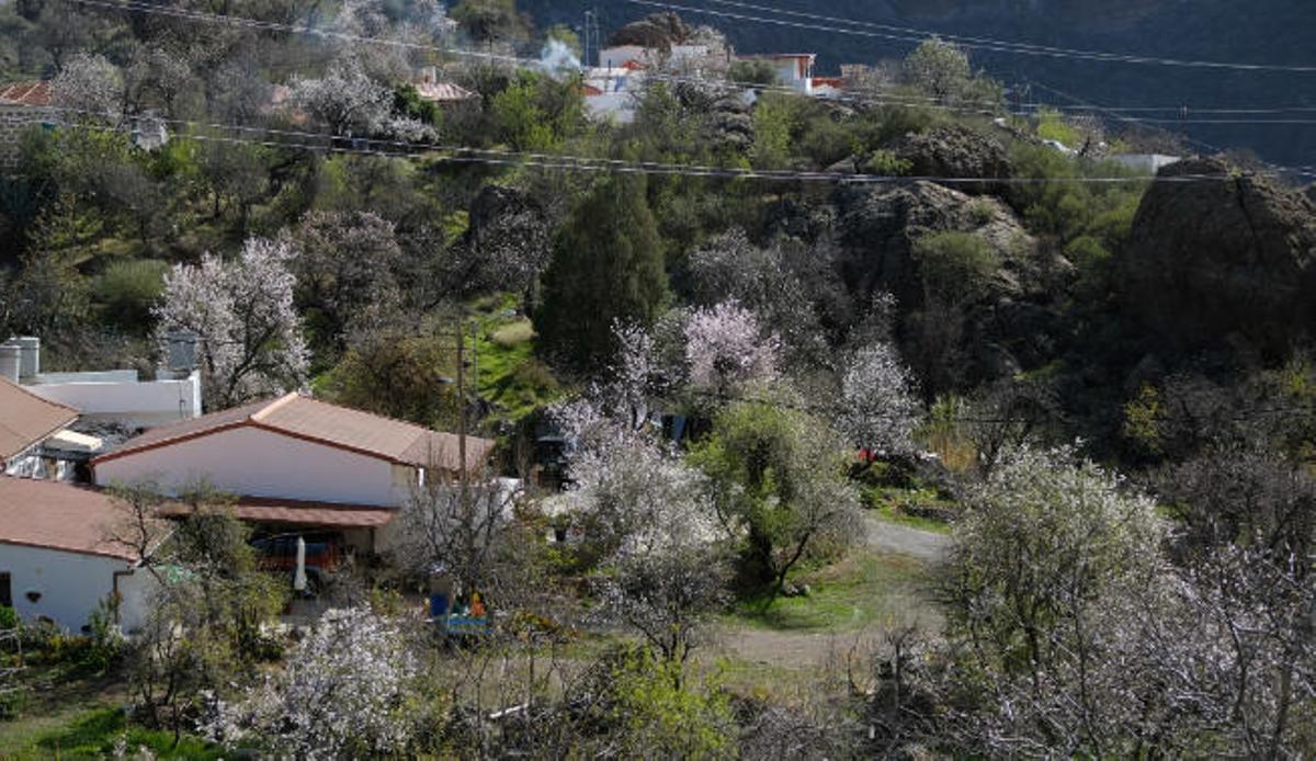 Los almendros auguran fiesta
