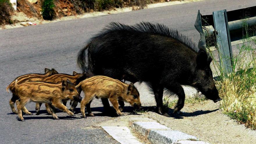 Un senglar ataca i mossega una veïna de Riells i Viabrea