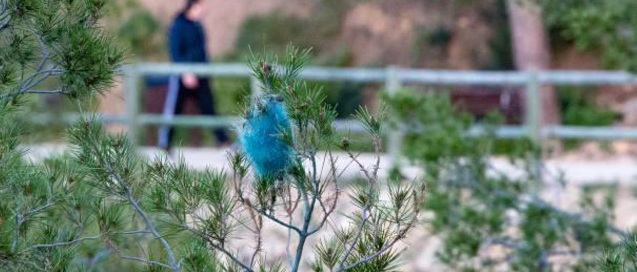 Uno de los «bolsones» de la procesionaria que ya ha sido tratado por el Consell en Serra Gelada.