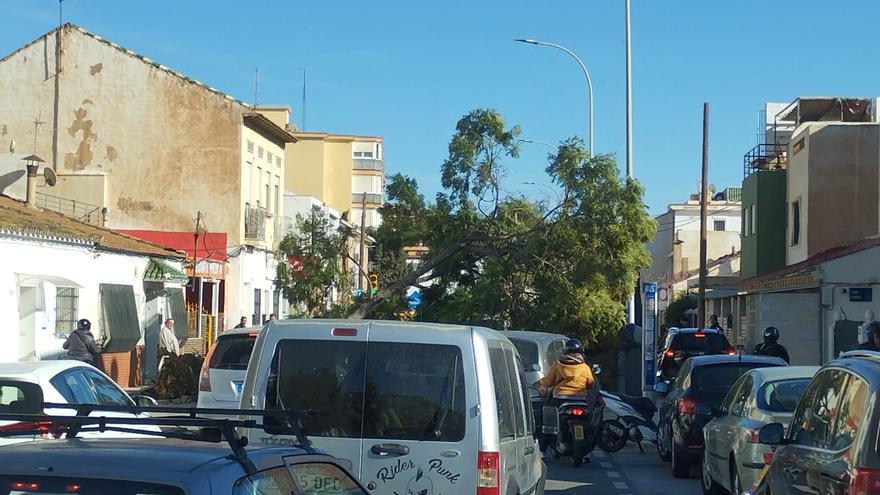 La caída de un ficus obliga a cortar dos horas la calle Bolivia