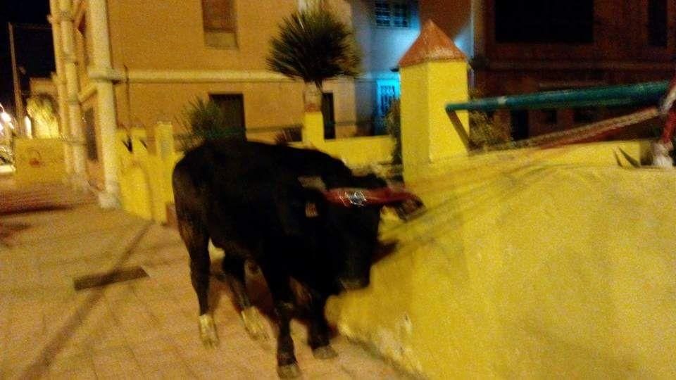 Un toro pasea por Jinámar