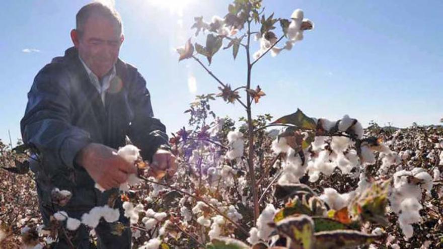 El Gobierno autoriza plantar algodón sólo si se producen las fibras de mayor calidad