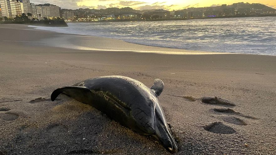 Aparece un delfín varado en la playa del Orzán