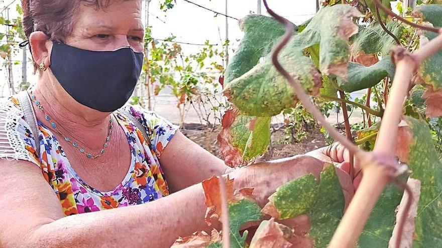 Carmen Guerra mirando las hojas de una de sus parras. | | LP/DLP