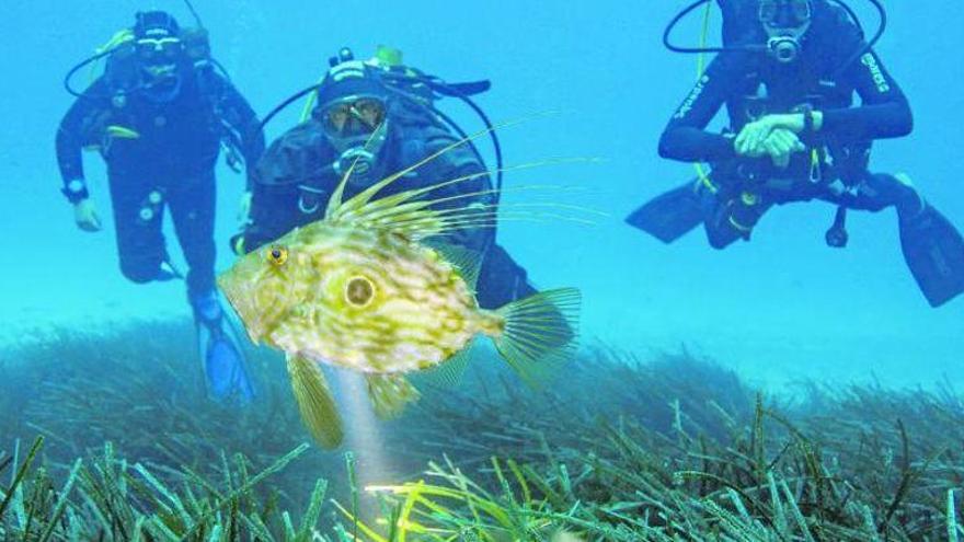 Das Meer der Balearen braucht unseren Schutz,