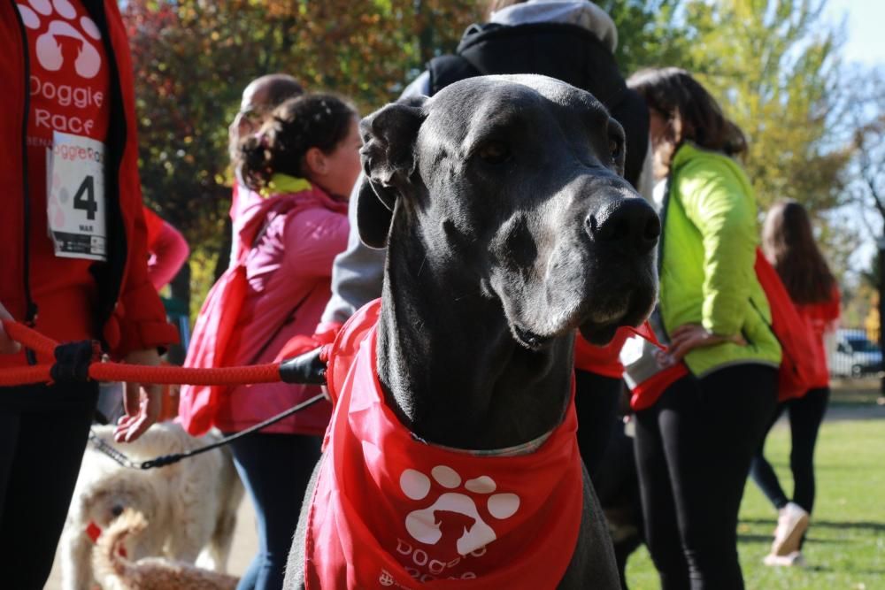 Así ha sido la Doggie Race en Benavente