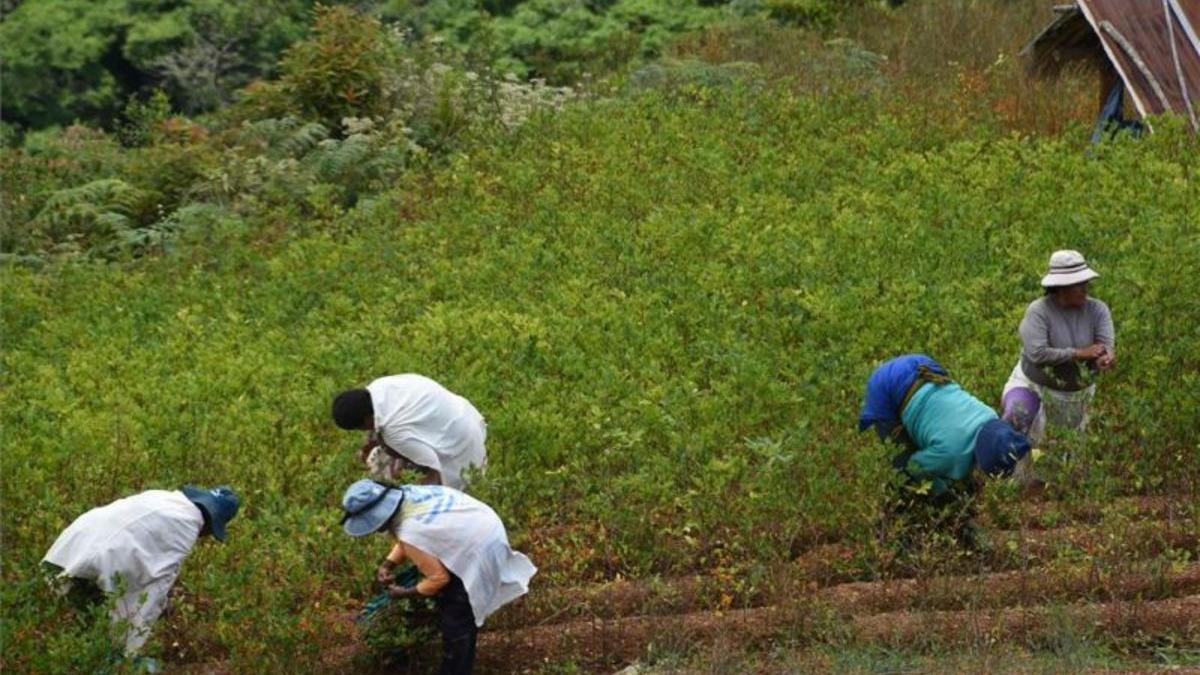 bolivia-mujeres-coca