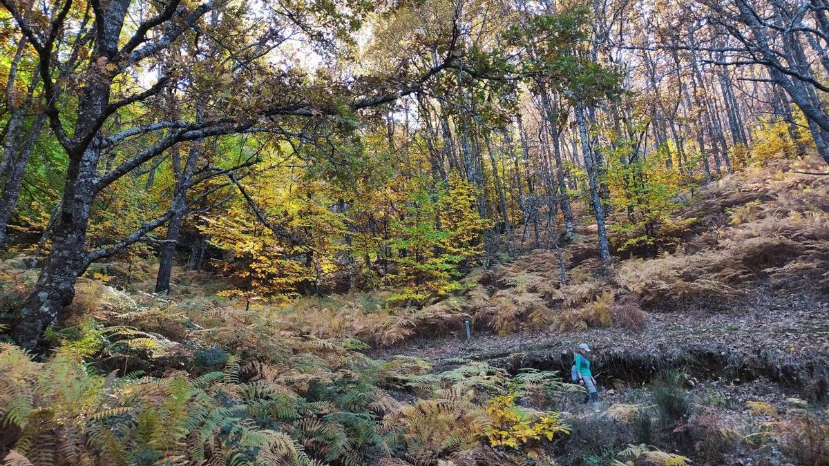 otoño en el Valle del Jerte.