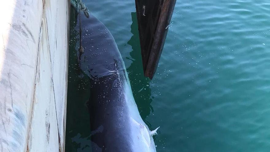Aparece un cachalote muerto de más de 15 metros en el puerto de Sagunt