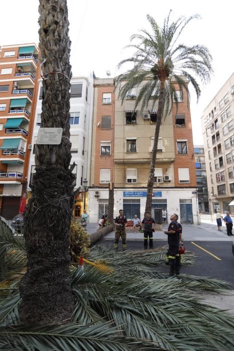 Una palmera se desploma en el Cabanyal