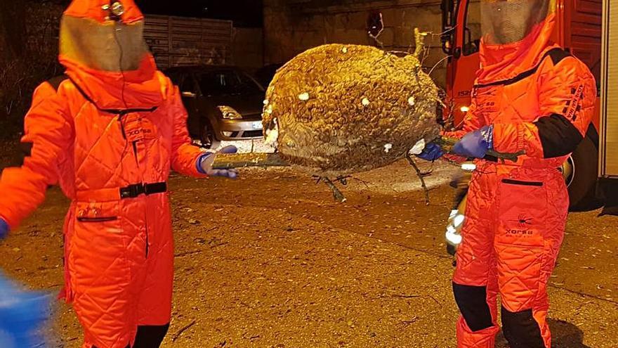 Bomberos de Ourense eliminando nidos de velutinas.  | / BRAIS LORENZO