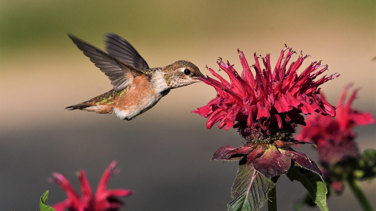 Un colibrí buscando néctar en una flor