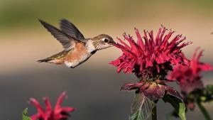 Un colibrí buscando néctar en una flor.