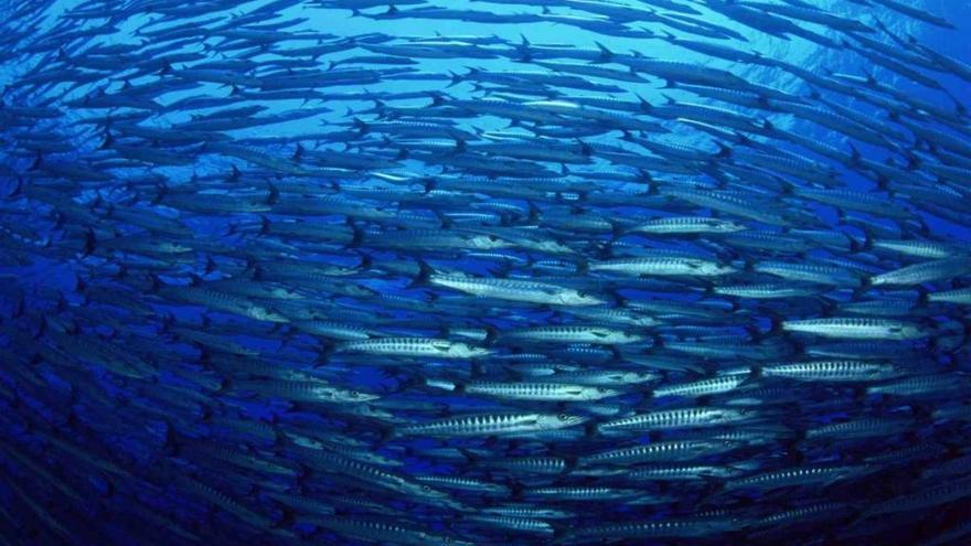 Las Naciones Unidas abogan por prevenir y reducir la contaminación en los mares y océanos - Levante-EMV Las Naciones Unidas abogan por prevenir y reducir la contaminación en los mares y océanos - Levante-EMV