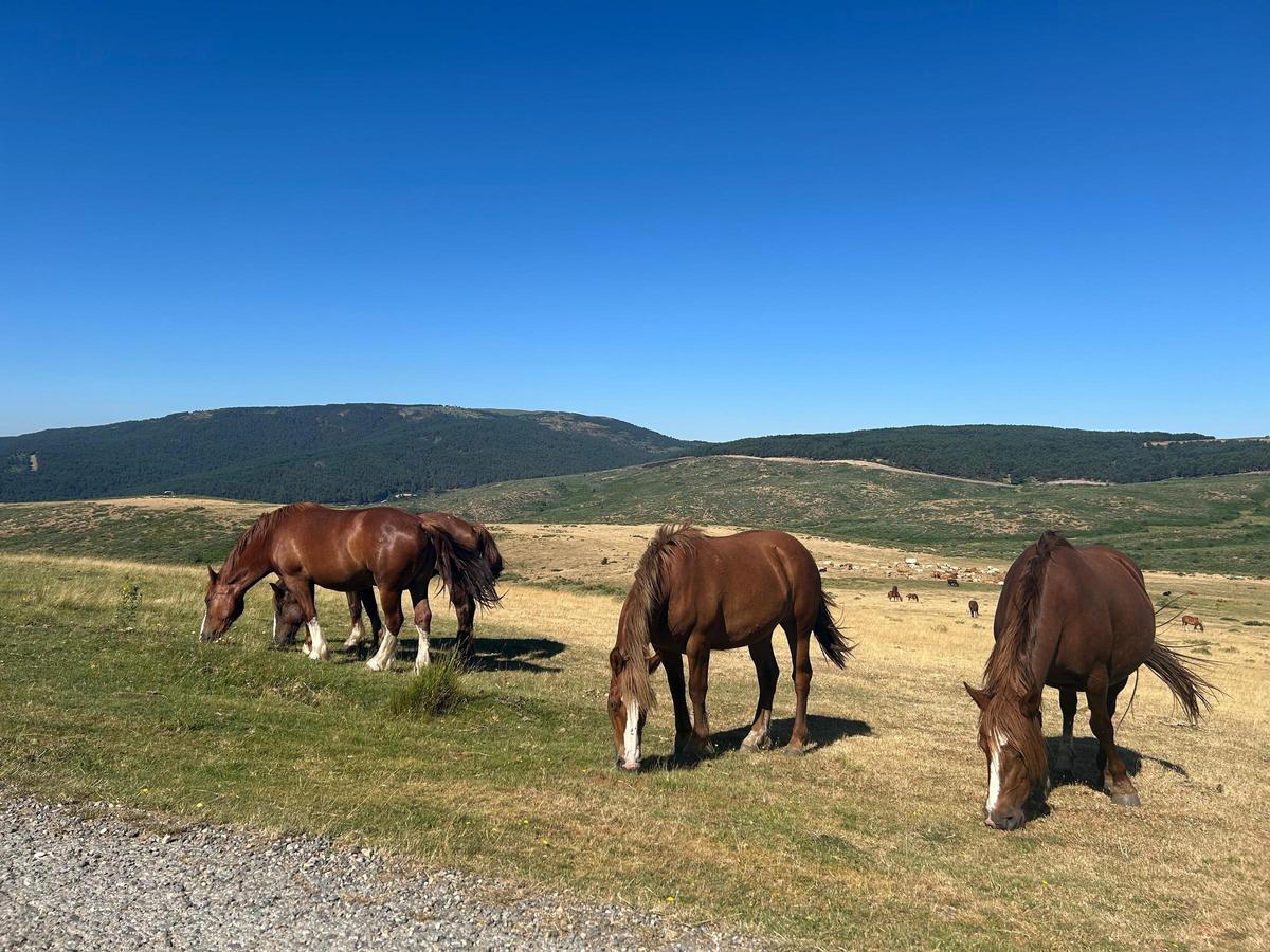 Varios caballos pastan en la Sierra de Madrid.