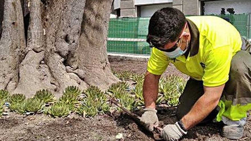 Un operario, en un jardín.