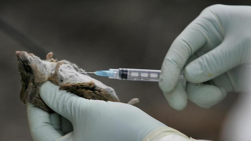 Al menos 14 españoles viajan en el crucero afectado por un posible brote de hantavirus