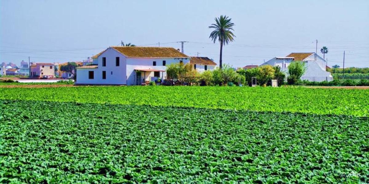 Panorámica de l’Alquería de Vicent Martí en Alboraia, en plena huerta de València. | WORD PRESS/ALQUERIA V. MARTÍ