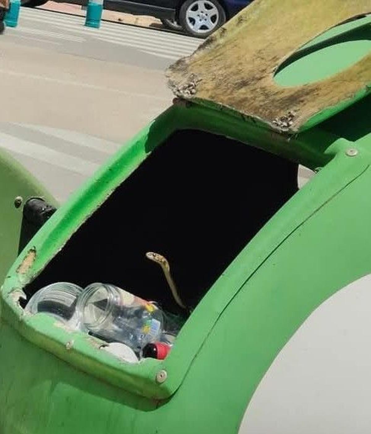 Serpiente aparecida en un contenedor de Sueca.