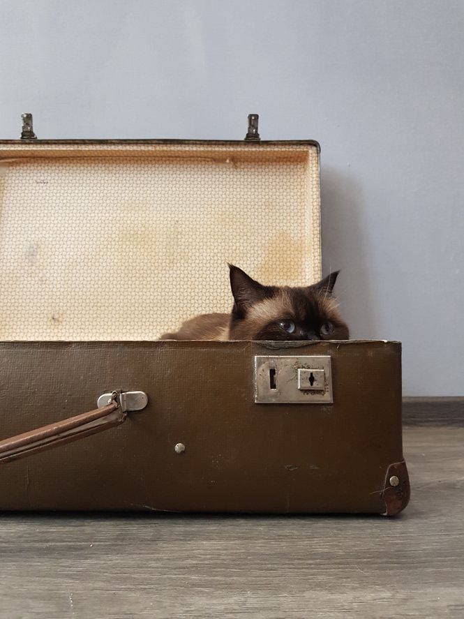 La gente se ha encontrado cosas muy raras en estás maletas...