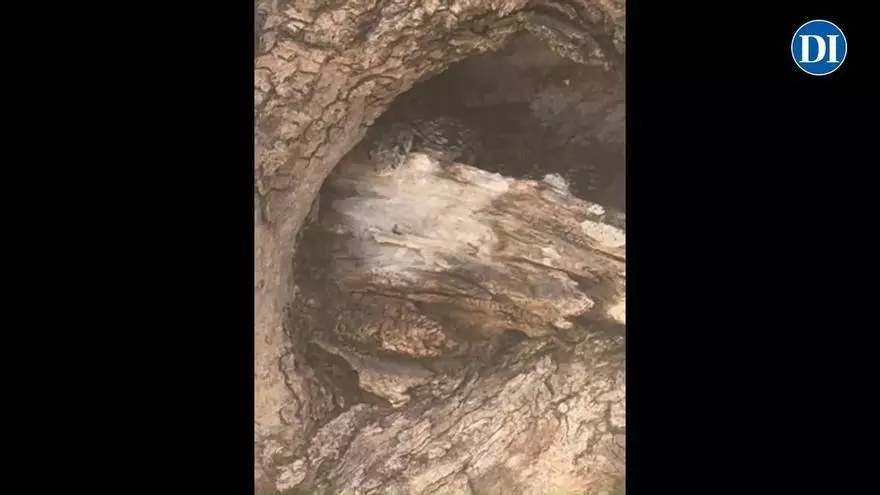 Una serpiente hace nido en un olivo de Ibiza: "Había visto una y ahora he visto una más pequeñita"