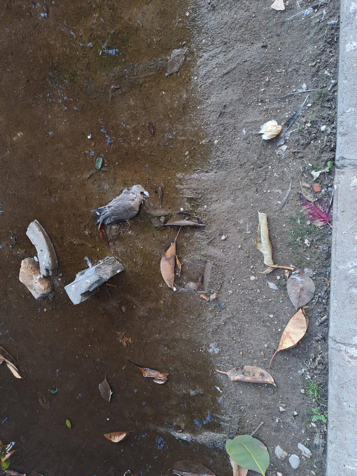 Los vecinos denuncian la presencia de pájaros muertos en el pasaje de Ferrería de Heredia.