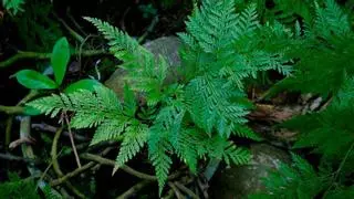 Estas son las plantas de interior que harán que tu casa esté más fresca en verano